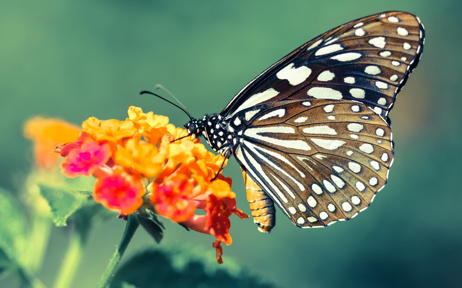 爱游戏中国-_东契奇压哨绝杀，独行侠险胜篮网_，东契奇与独行侠签约